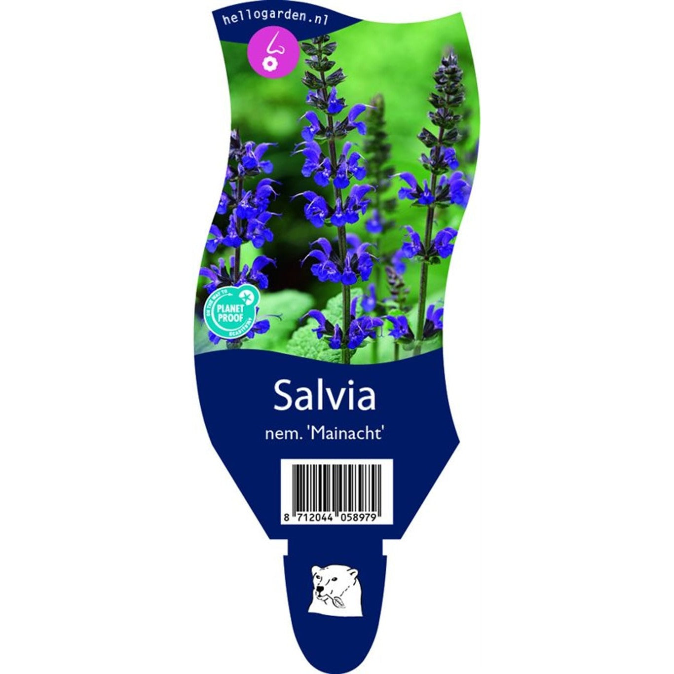 Stäppsalvia – Salvia nemorosa 'Mainacht' - P11